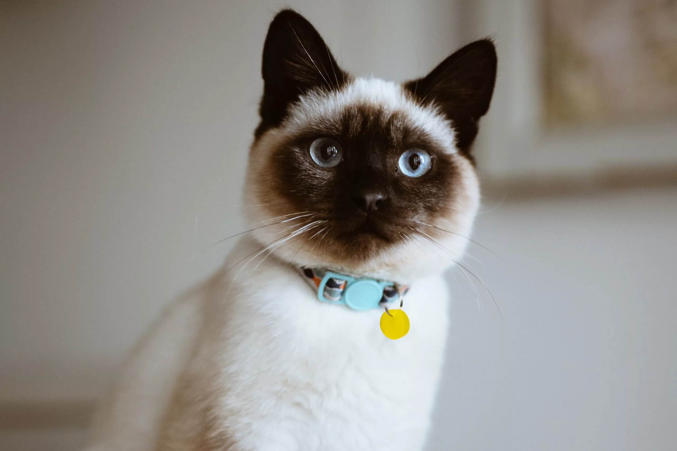 EMF Harmony Pet Pendants