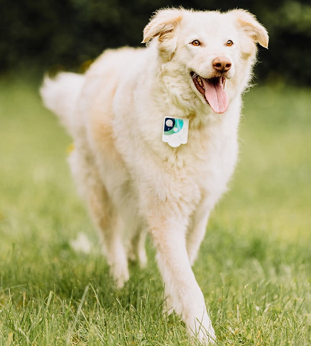 Frequency-based support using Healy technology for animals and wellbeing